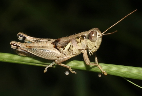 Brownsville Short-wing Grasshopper