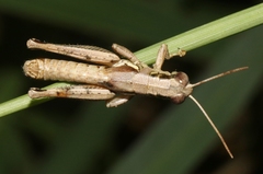 Melanoplus cameronis