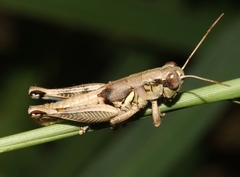 Melanoplus cameronis