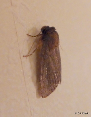 Bityla defigurata