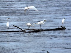 Ardea alba