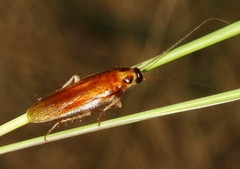 Ischnoptera bilunata