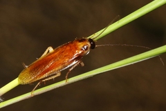 Ischnoptera bilunata