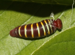 Phocides lilea