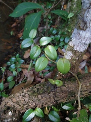 Peperomia nitida