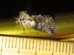 Abrostola microvalis