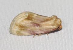 Chamaeclea basiochrea