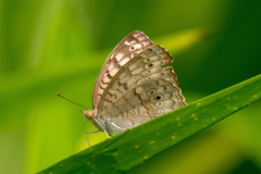 Junonia atlites atlites
