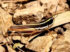 Macrotona mjobergi