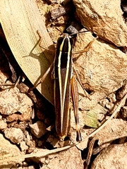 Macrotona mjobergi