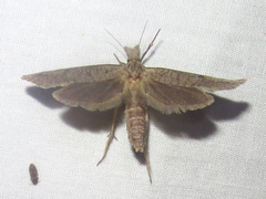 Acrolophus mortipennella