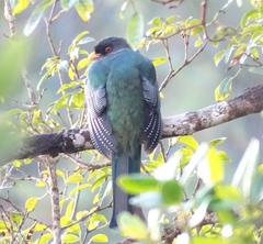 Priotelus roseigaster