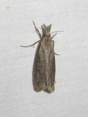 Acrolophus mortipennella