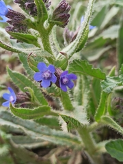 Anchusa azurea