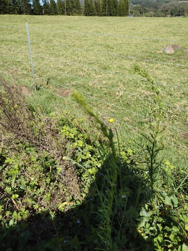 Erigeron canadensis observed 2022-03-05