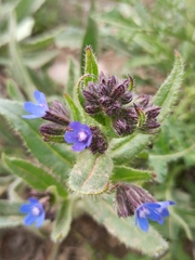 Anchusa azurea
