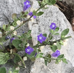 Scutellaria drummondii