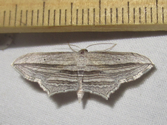 Arcobara multilineata