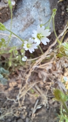 Cerastium beeringianum