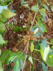 Basellaceae