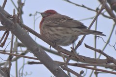 Haemorhous mexicanus