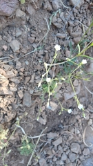 Cerastium beeringianum