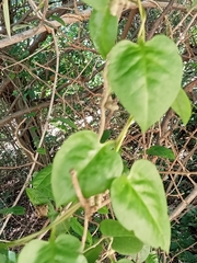 Basellaceae