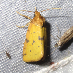 Azenia obtusa