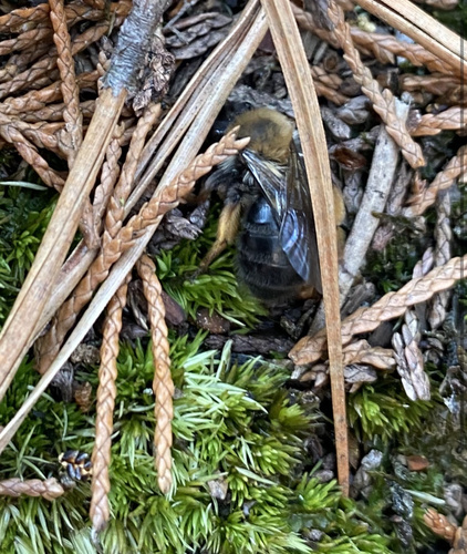 Clark's Mining Bee photo 6