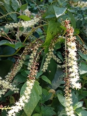 Basellaceae