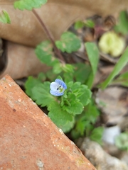 Veronica persica