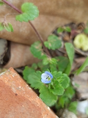 Veronica persica