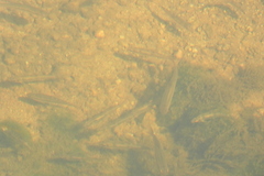 Rhinichthys atratulus