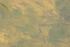 Rhinichthys atratulus