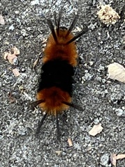 Turuptiana