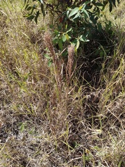 Schizachyrium condensatum