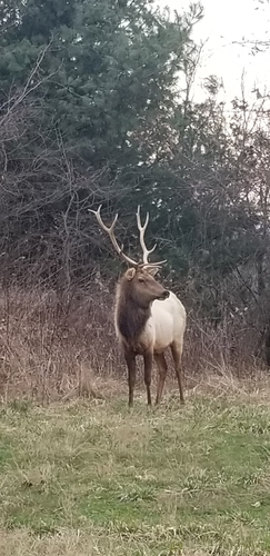 Elk photographed in Virginia