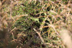 Naultinus gemmeus