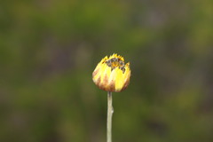 Leucochrysum albicans albicans