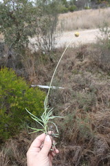 Leucochrysum albicans albicans