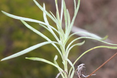 Leucochrysum albicans albicans