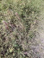 Schizachyrium condensatum