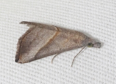 Hypena degesalis