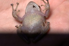Pristimantis laticlavius