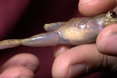 Pristimantis laticlavius