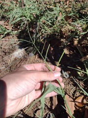 Urochloa plantaginea