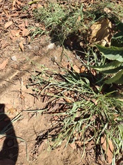 Urochloa plantaginea