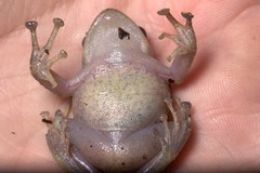 Pristimantis laticlavius