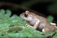 Pristimantis laticlavius