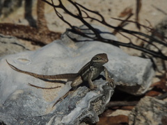 Leiocephalus stictigaster